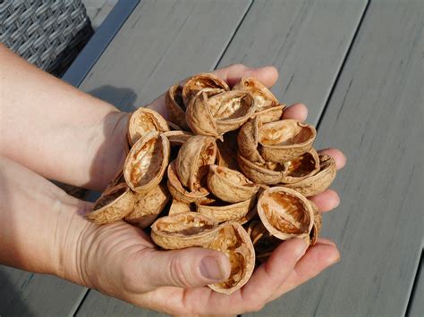 Large Walnut Shells Organic Natural Nut Shells Nature Etsy
