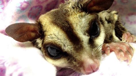Sugar Glider Mbd And Protozoal Enteritis R Tibial Fx With Rads Youtube