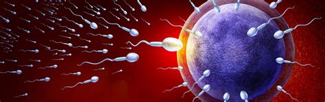 Total Motile Sperm Count Basics And Overview