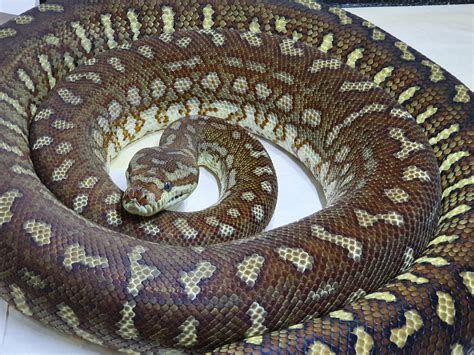 Carpet Python Care Khp Reptiles