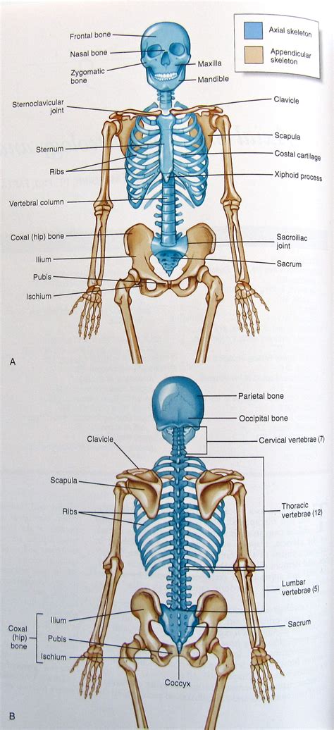 The median cubital vein (a. Notes on Anatomy and Physiology: Using Imagery to Relax ...