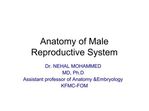 PPT Anatomy Of Male Reproductive System PowerPoint Presentation Free