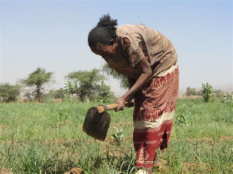 Empowering Women Through Agricultural Development In Ethiopia Archive