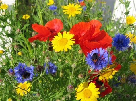 Bfs 110 Cornfield Annuals Wildflower Seed Mix 100 Flora