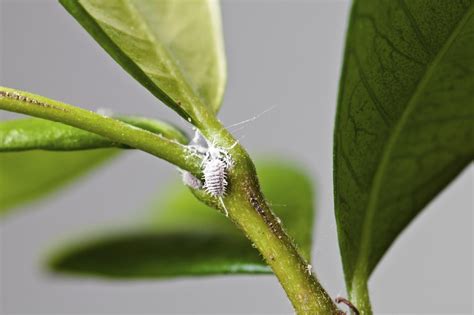 Houseplant Insect Pest Problems Be Aware Of These Bugs