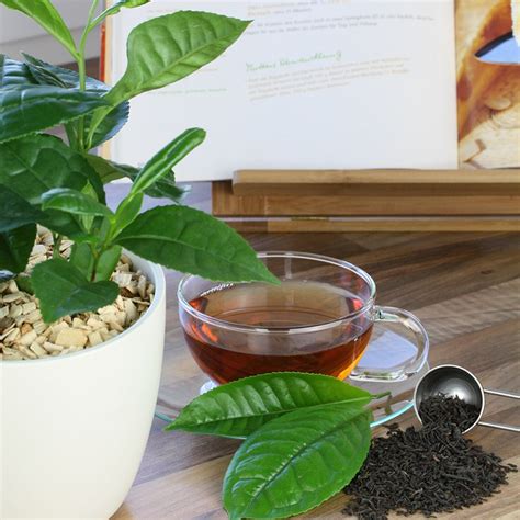 Buy Grow Your Own Tea Camellia Sinensis Var Sinensis