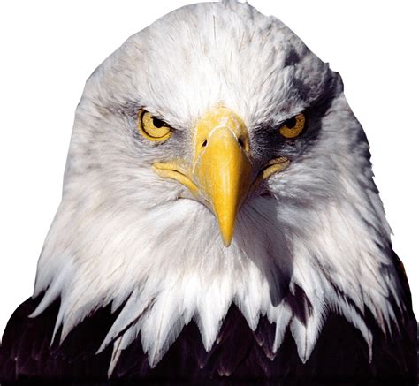 Bald Eagle Transparent Background Clipart Large Size Png Image Pikpng