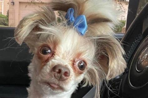 30 Hilariously Bad Dog Haircuts