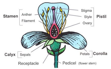 The table describes the main parts of a flower and their functions: Flower Structure and Function | World of Flowering Plants