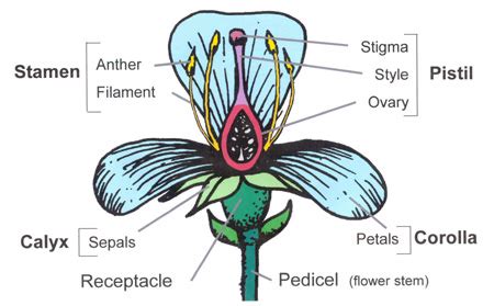 The carpel is the female reproductive organ of the flower. Flower Structure and Function | World of Flowering Plants