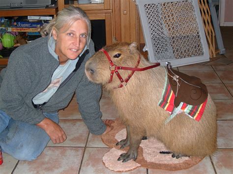 Pet Capybara