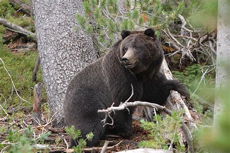 Til Grizzly Bears Were So Feared And Respected By Native Americans That