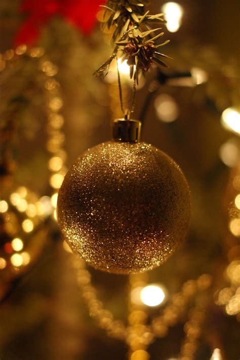 Free Images Branch Light Lighting Christmas Tree Bauble