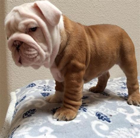 Well trained english bulldog puppies male and female, 14 weeks old, pure breed, potty trained, good with kids and other house pets. AKC English Bulldog Puppies for Sale in Salem, Oregon Classified | AmericanListed.com