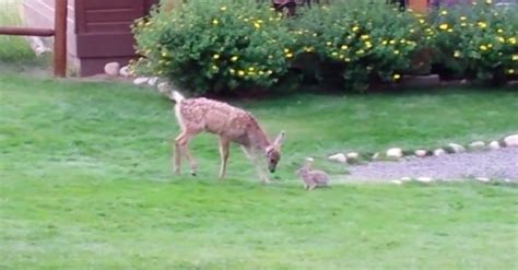 Curious Baby Deer And Wild Rabbit Meet For The First Time And Their