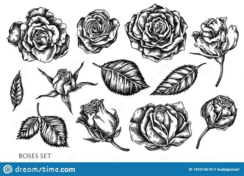 Vector Set Of Hand Drawn Black And White Roses Stock Vector