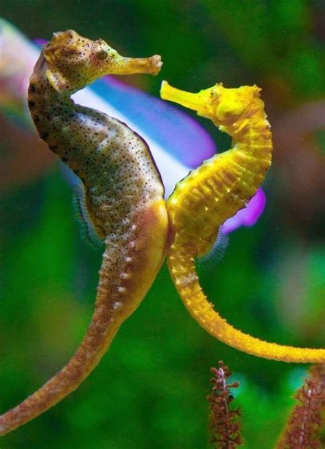 Los Hermosos Caballitos De Mar Hippocampus Taringa Criaturas