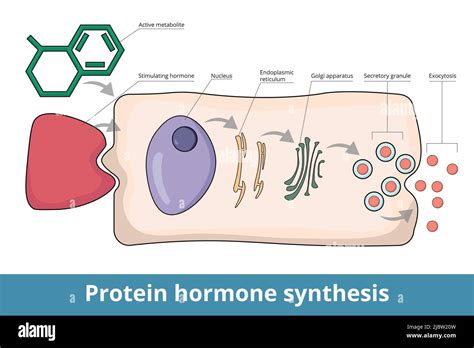 Process Of Protein Hormone Synthesis Typical Endocrine Cell Hormone