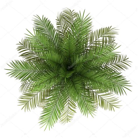 Top View Of Date Palm Tree Isolated On White Background — Stock Photo