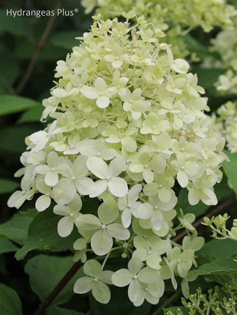 The flowers of the limelight hydrangea are upright. Hydrangea Paniculata Limelight(tm)