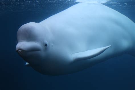 Beluga Whales Mystic Aquarium