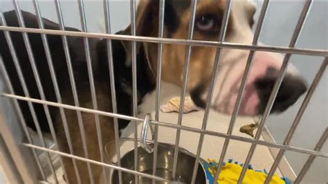 Humane Society Of Tampa Bay In Crisis Completely Full