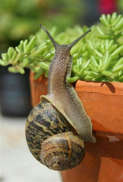 Escargot Animals And All Things Great And Small Snail