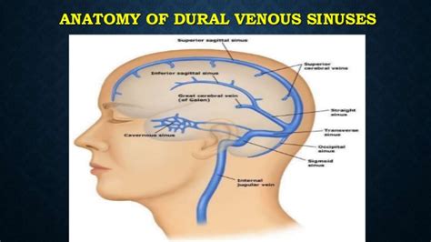 This vein is responsible for draining blood from the brain. Cerebral venous sinus thrombosis by aminu arzet