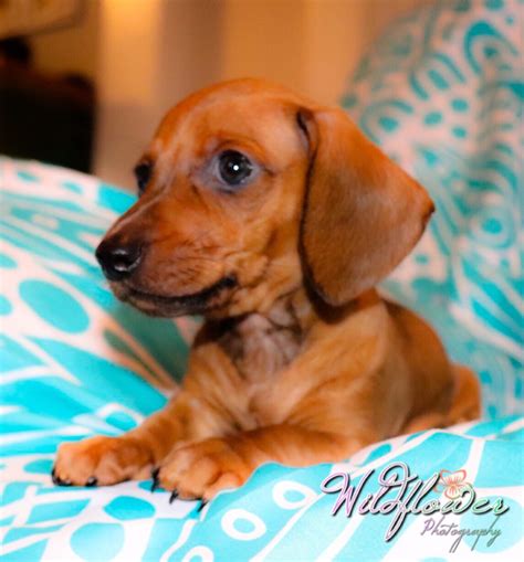 79 Miniature Dachshund Puppies For Sale Facebook Photo