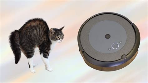 Cats And Roombas Are Cats Afraid Of Robot Vacuums Technomeow