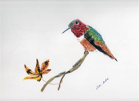 Allens Hummingbird Dale Soblos Watercolors