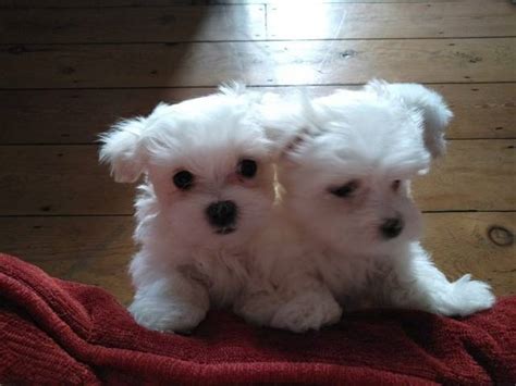 Lovely White Teacup Maltese Puppies Dover Animal Pet