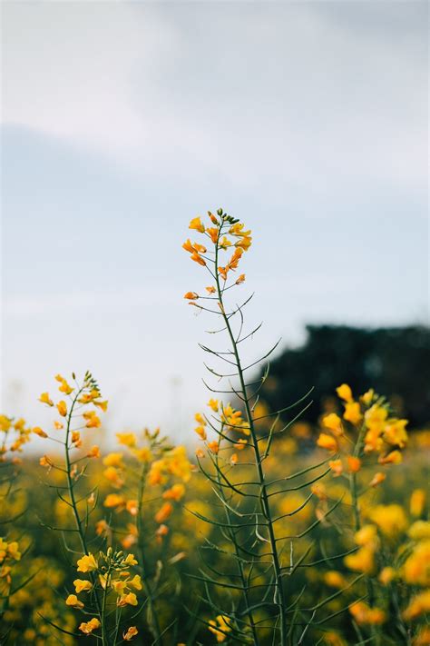 Small Flowers Pictures Download Free Images On Unsplash