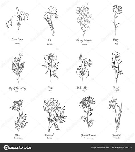 Set Birth Month Flowers Line Art Vector Illustrations Daisy Marigold