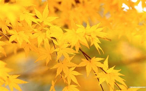 Yellow Autumn Leaves Wallpaper 1440x900 32577