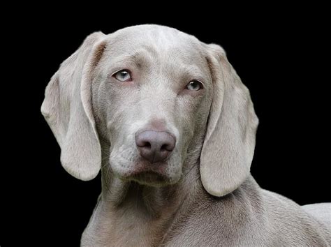Dog Weimaraner Pet Canine Portrait Pikist