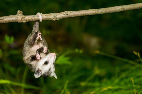 10 Things You Didnt Know About Opossums