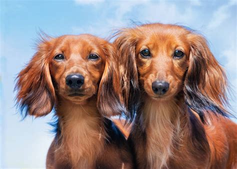 580 Long Haired Dachshund Stock Photos Pictures And Royalty Free Images