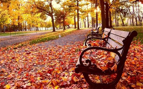 Download Autumn Season Park Bench Wallpaper