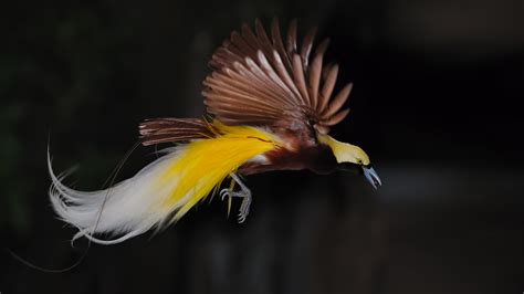 Wallpaper Birds Of Paradise 57 Pictures