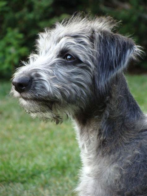Bedlington Whippet Cross Interesting Mix Wonder What The Personality