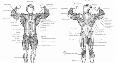 Located immediately below the skin) muscles of the body. Muscle Anatomy Chart Unique Muscle Anatomy Body Building Hd Diagram Body Anatomy in 2020 ...
