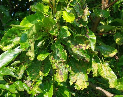 Pear Disease Plantdoc