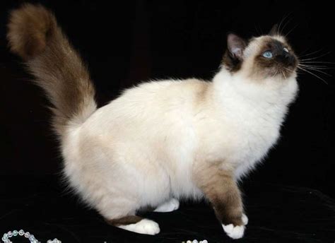 17 Best Images About The Seal Point Birman Cats I Love On Pinterest