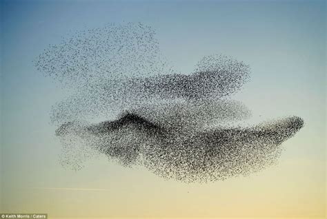 Swarming Starlings Put On Stunning Display For Photographer Over