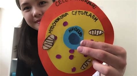 Create Your Own Cells With Science Enthusiast And Stem Education