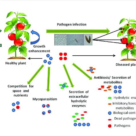 Pdf Fungi Vs Fungi In Biocontrol An Overview Of Fungal Antagonists