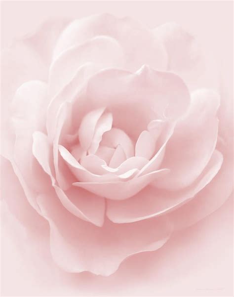 Soft Whispers Pink Rose Flower By Jennie Marie Schell In 2022 Pink