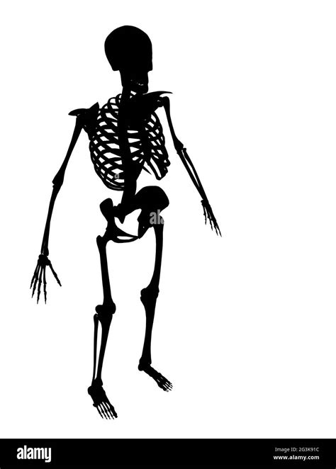 Silhouette Of A Human Skeleton On A White Background Isometric View