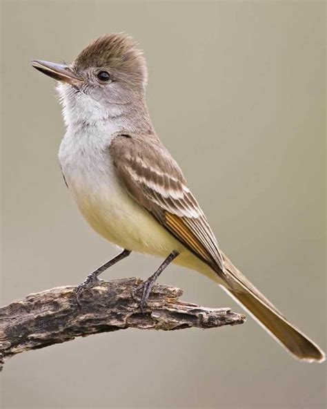 Check spelling or type a new query. Ash throated flycatcher - Alchetron, the free social ...